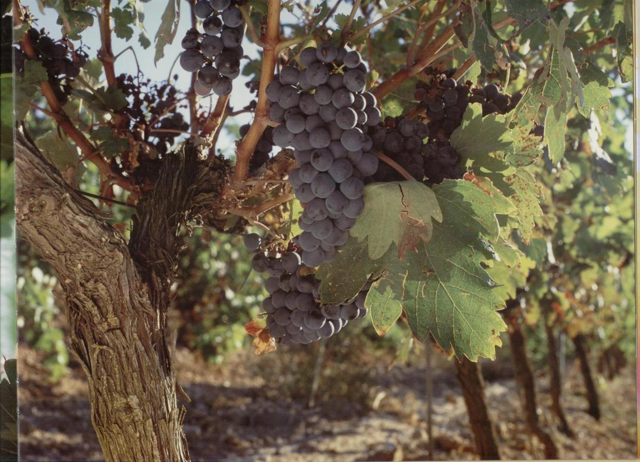 Alojamiento Rural Pueblo De La Ribera Peñafiel Zewnętrze zdjęcie